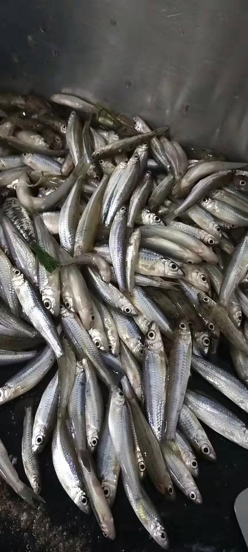湖南长沙浏阳市 20.00元/斤大眼鱼,亮眼鱼