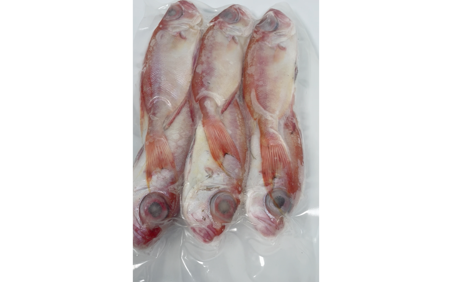大眼鱼。大眼鸡